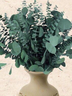 New 32 Pcs Large Dried Eucalyptus & Silver Dollar Leaves Bundle - 100% Natural R